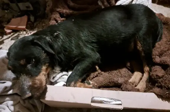 Chien blessé trouvé à Saissac - photo