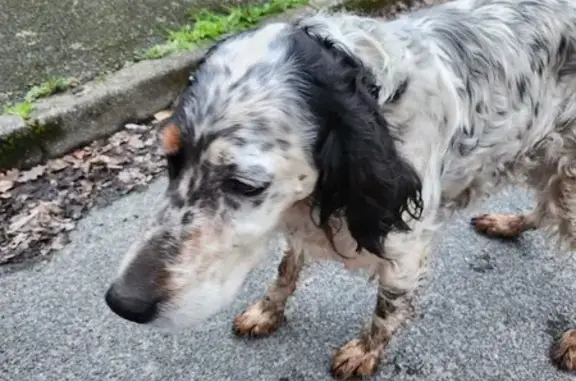 Chienne perdue et sale à Pont-l'Abbé - photo