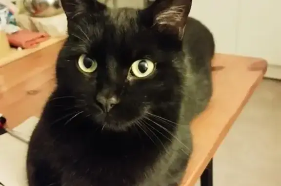 Chat perdu, Hazebrouck, photo: Chat noir Salem perdu à Hazebrouck