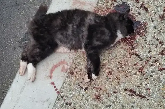 Chat noir et blanc décédé à Labenne - photo