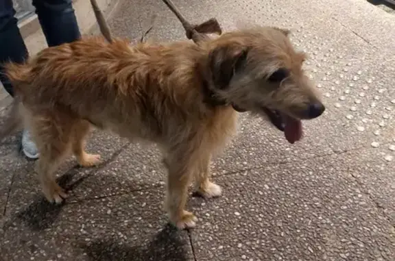 Chiot Griffon Trouvé à Ussac - photo