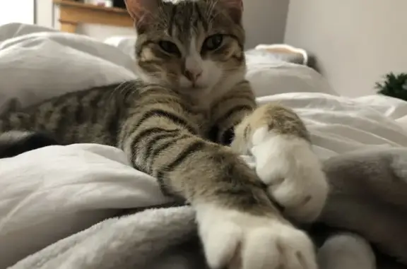Chat perdu, , photo: Chaton perdu: 7 mois, pucé