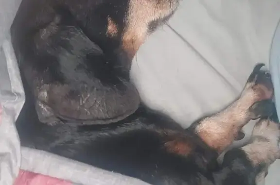 Lost Senior Dachshund: Help Find Rocky!