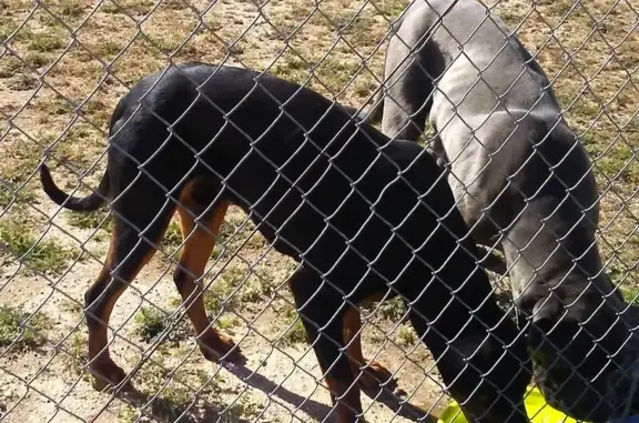 Lost Dobermans & Pals Need Help in Victorville!