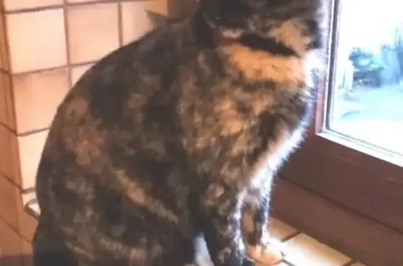 Animaux perdus Pouilly-sous-Charlieu, photo: Chatte écaille perdue à Pouilly