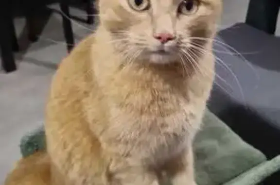 Animaux perdus , photo: Lucky, chat roux perdu, Pontchy