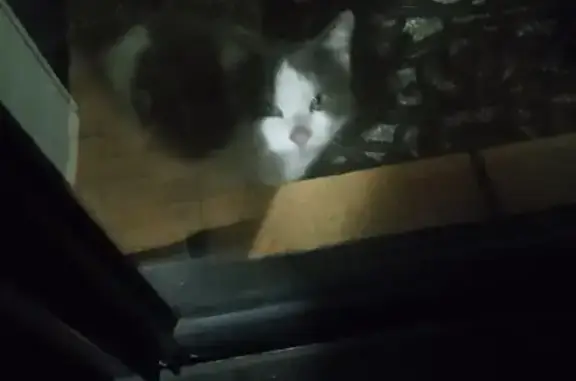 Chaton tacheté perdu au Porge - photo