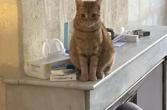 Chat perdu, , photo: Chat européen perdu près de Labrit