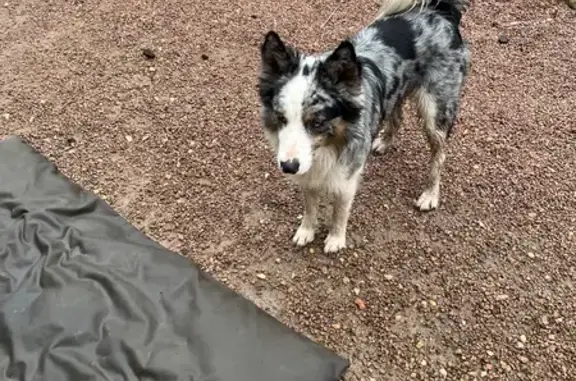 Chien croisé trouvé à Pensol - photo