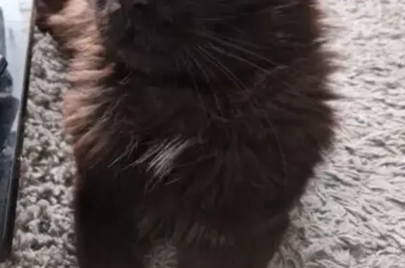 Animaux perdus Challes-les-Eaux, photo: Chat Buu craintif et pelé disparu