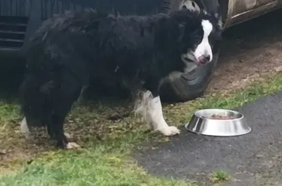 Chien âgé trouvé à Orliaguet - photo