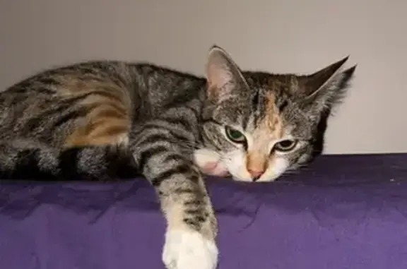Lost Pregnant Tabby Cat Nala - Help Find Her!