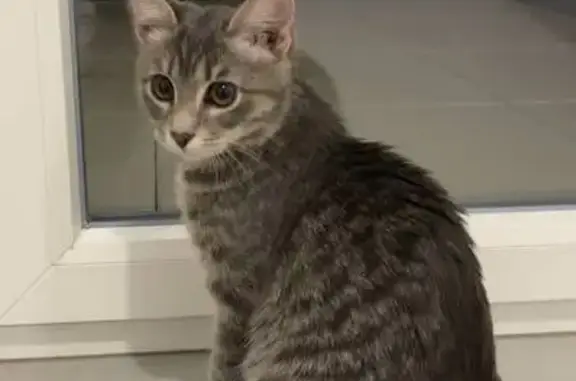 Chat perdu, , photo: Chat tigré perdu à Publier 19/02