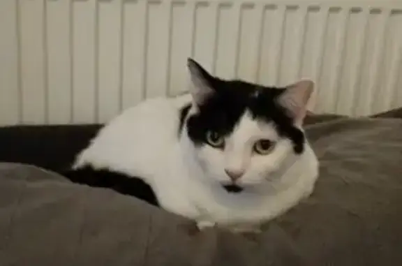 Chat perdu, La Ferté-Milon, photo: Chat Osky perdu: blanc, taches noires