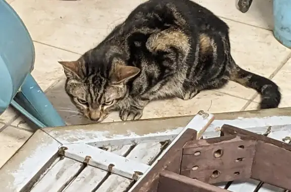 Chat Perdu en Lorraine - photo