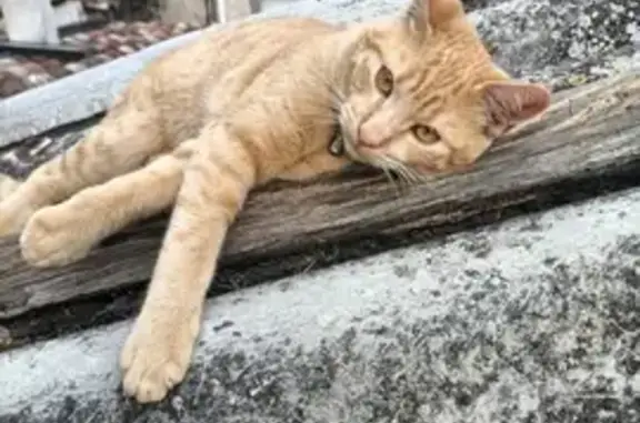 Animaux perdus Montblanc, photo: Chat roux perdu à Montblanc