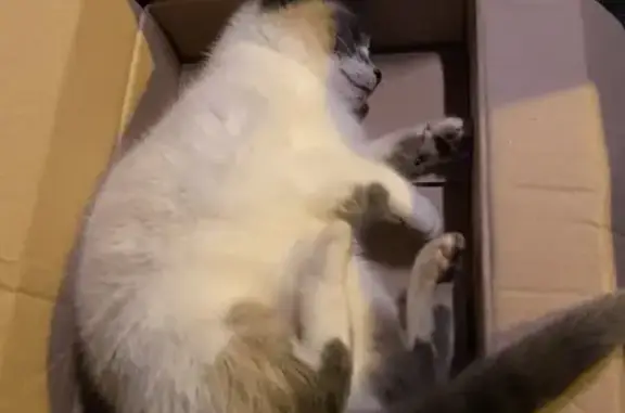 Chat empoisonné cherche maîtres - photo