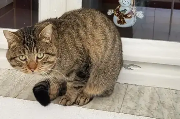 Chat perdu, Ervy-le-Châtel, photo: Chat Guizmo disparu à Ervy-le-Châtel