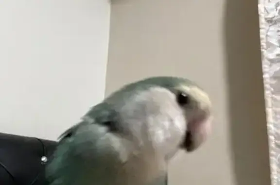 Lost Peach-Face Lovebird - Compassvale SG!