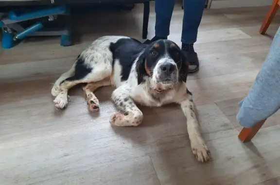 Chien perdu à Aubiet retrouvé - photo