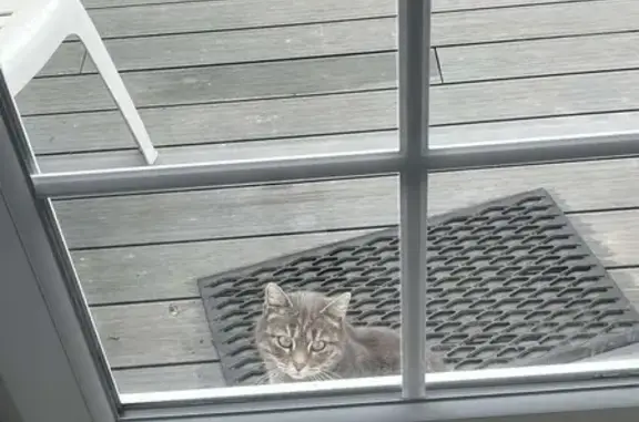 Chat gris perdu à Saint-Aubin - photo