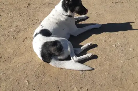 Chienne perdue à Nice retrouvée - photo