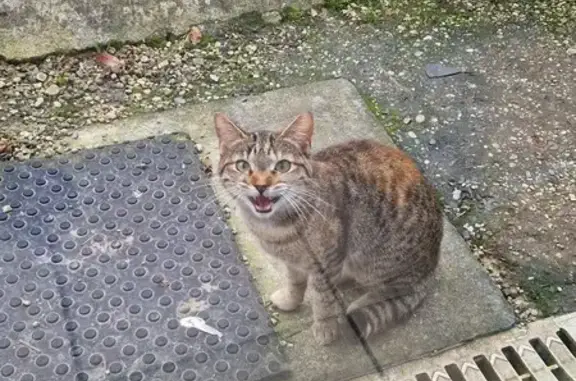 Chat trouvé Plouider, photo: Chaton tacheté trouvé à Plouider