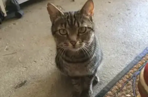 Lost Tabby Cat Tiggy - Help Find Her!