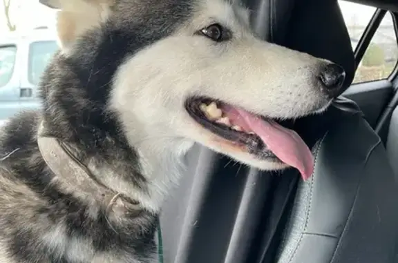 Chien Husky trouvé à Maxent - photo