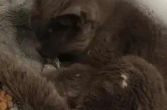 Animaux trouvés , photo: Chatte aveugle trouvée à Maxent