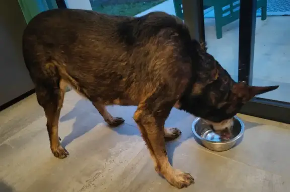 Chien perdu à Colombiers - photo