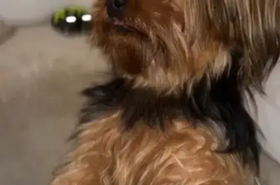 Chiot perdu à Marçay - Collier - photo
