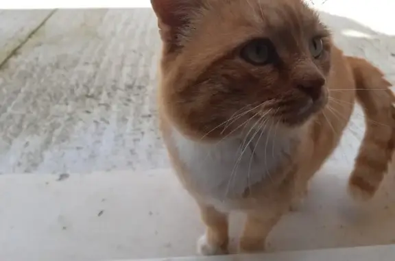 Chat dodu et docile trouvé à Grézet - photo