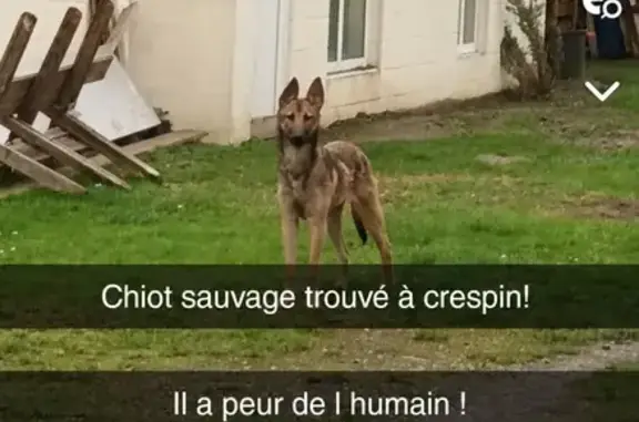 Chiot malinois sauvé à Crespin - photo