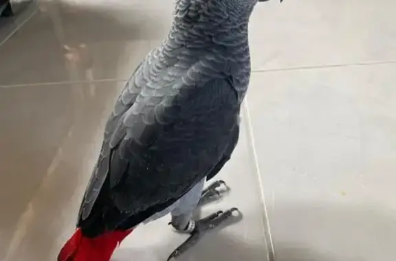 MISSING: Joey the African Grey - $1000 Reward!