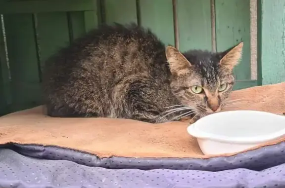 Chaton tigré trouvé, Strasbourg - photo