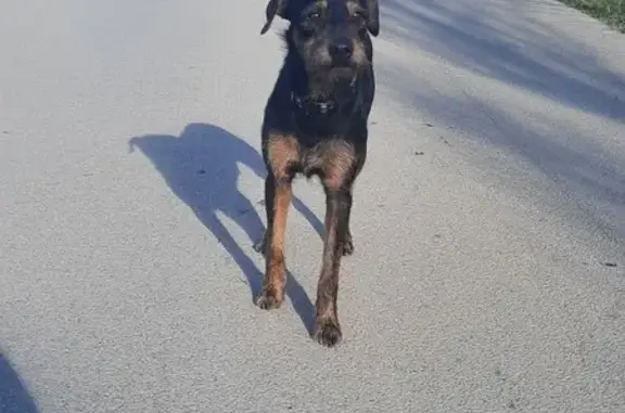 Chien craintif trouvé à Narbonne - photo
