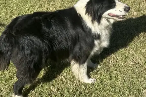 Lost Border Collie on Lyons Rd - Help Find Him!