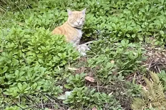 Lost Ginger Cat Near Cape View - Help!