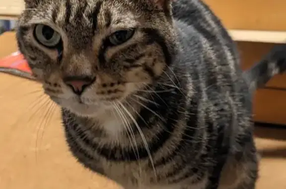 Chat trouvé câlin à Metz - photo
