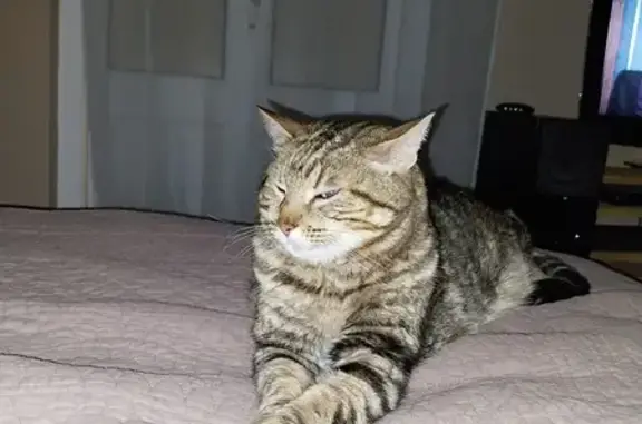 Chat perdu, Canohès, photo: Chat tigré joufflu perdu - Canohès