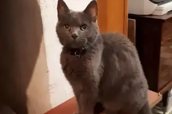 Animaux perdus Marquette-lez-Lille, photo: Chatte chartreuse perdue