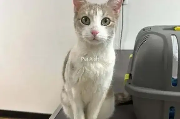 Chatte sociable trouvée à Limoges - photo