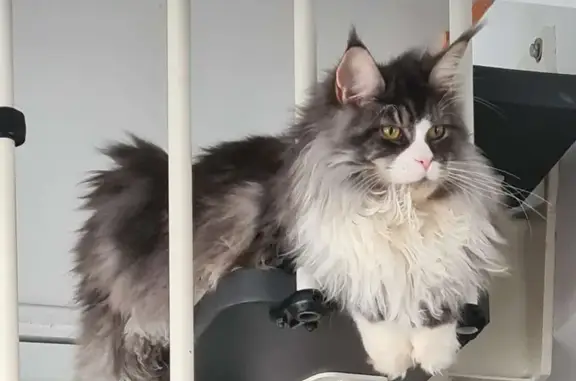 Animaux perdus Saint-Julien, photo: Chat Maine Coon gris-blanc perdu