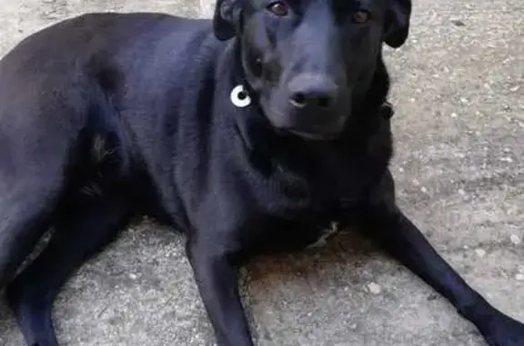 Chienne noire trouvée à Lauzerte - photo