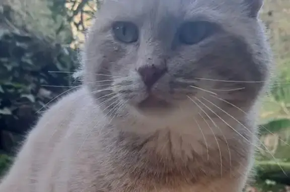 Chat perdu, Ploërmel, photo: Chat castré beige perdu à Ploërmel