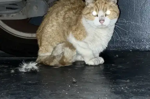 Animaux trouvés Thiais, photo: Chat perdu à Thiais retrouvé