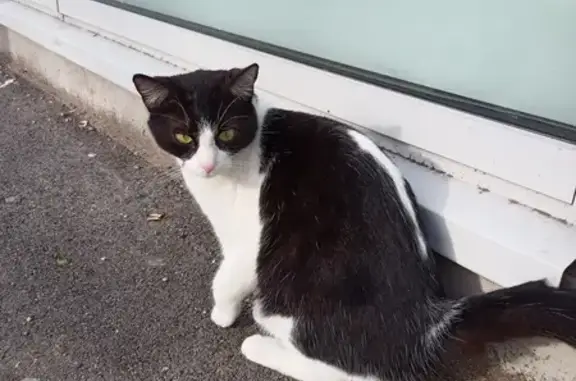 Chat noir et blanc perdu à Vénissieux - photo