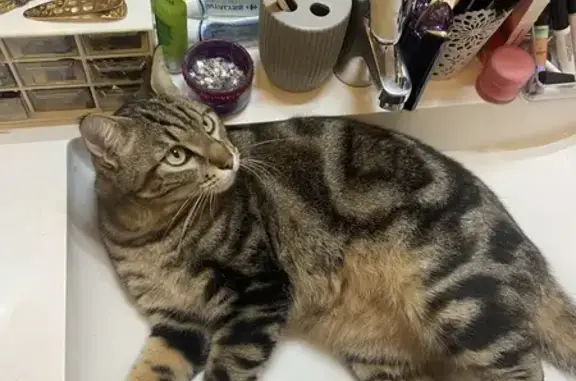 Animaux perdus Toulouse, photo: Chat Hélios perdu à Toulouse