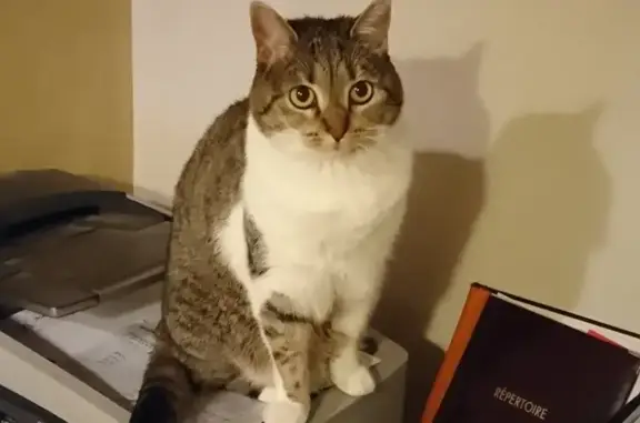 Chat perdu, , photo: Chatte tigrée perdue à Duingt